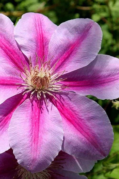 Bees Jubilee Clematis - 1 Gallon Pot 1 Bees Jubilee Clematis - 1 Gallon Pot