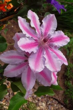 Bees Jubilee Clematis - 1 Gallon Pot 10 Bees Jubilee Clematis - 1 Gallon Pot -Healthy Plant Shop clematis bees jubilee 5