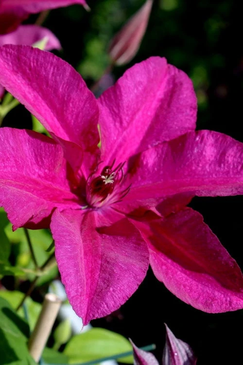 Cardinal Wyszynski Clematis - 1 Gallon Pot 5 Cardinal Wyszynski Clematis - 1 Gallon Pot - Image 5
