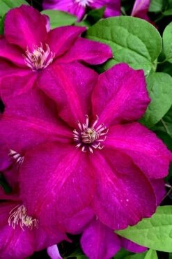 Cardinal Wyszynski Clematis - 1 Gallon Pot 11 Cardinal Wyszynski Clematis - 1 Gallon Pot -Healthy Plant Shop clematis cardinal wyszynski 11