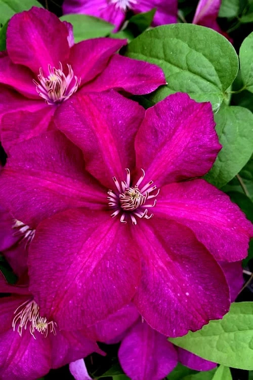Cardinal Wyszynski Clematis - 1 Gallon Pot 6 Cardinal Wyszynski Clematis - 1 Gallon Pot - Image 6