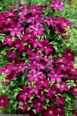Cardinal Wyszynski Clematis - 1 Gallon Pot 9 Cardinal Wyszynski Clematis - 1 Gallon Pot -Healthy Plant Shop clematis cardinal wyszynski 7