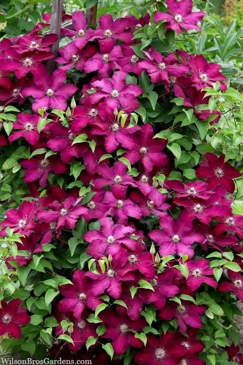 Cardinal Wyszynski Clematis - 1 Gallon Pot 4 Cardinal Wyszynski Clematis - 1 Gallon Pot - Image 4