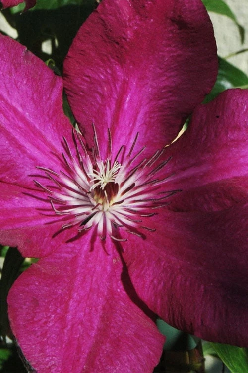 Cardinal Wyszynski Clematis - 1 Gallon Pot 1 Cardinal Wyszynski Clematis - 1 Gallon Pot