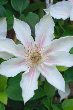 Corinne Clematis - 1 Gallon Pot -Healthy Plant Shop clematis corinne 14