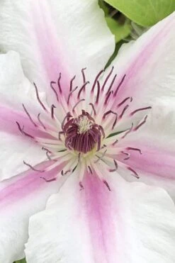 Corinne Clematis - 1 Gallon Pot -Healthy Plant Shop clematis corinne 15