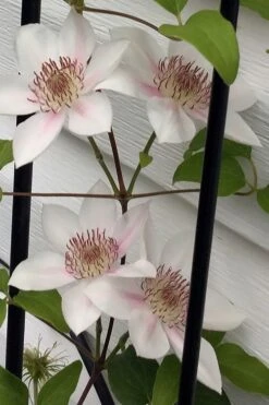 Corinne Clematis - 1 Gallon Pot -Healthy Plant Shop clematis corinne 17