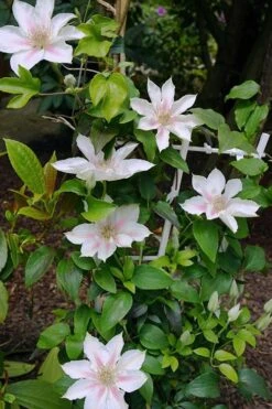 Corinne Clematis - 1 Gallon Pot -Healthy Plant Shop clematis corinne 18