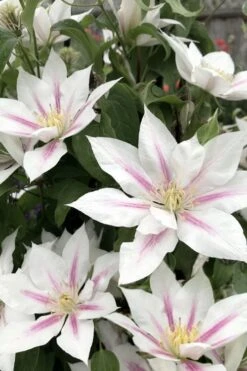 Corinne Clematis - 1 Gallon Pot -Healthy Plant Shop clematis corinne 2