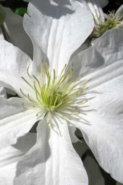 John Huxtable Clematis - 1 Gallon Pot 9 John Huxtable Clematis - 1 Gallon Pot -Healthy Plant Shop clematis john huxtable 1