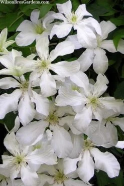 John Huxtable Clematis - 1 Gallon Pot 8 John Huxtable Clematis - 1 Gallon Pot -Healthy Plant Shop clematis john huxtable 3