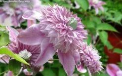 Josephine Clematis - 1 Gallon Pot 9 Josephine Clematis - 1 Gallon Pot -Healthy Plant Shop clematis josephine 15