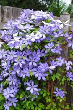 Mrs. Cholmondeley Clematis - 1 Gallon Pot -Healthy Plant Shop clematis mrs cholmondeley 2