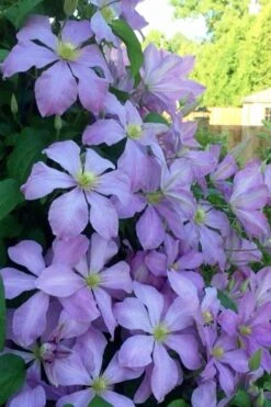 Mrs. Cholmondeley Clematis - 1 Gallon Pot -Healthy Plant Shop clematis mrs cholmondeley 8