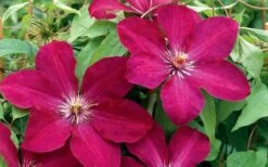 Rouge Cardinal Clematis - 1 Gallon Pot -Healthy Plant Shop clematis rouge cardinal 2