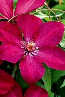 Rouge Cardinal Clematis - 1 Gallon Pot -Healthy Plant Shop clematis rouge cardinal 3