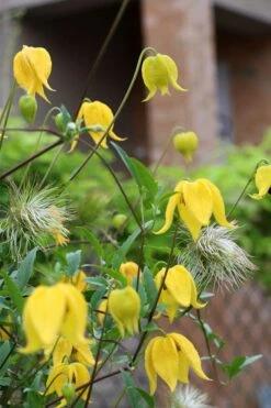 Tangutica Yellow Clematis - 1 Gallon Pot 17 Tangutica Yellow Clematis - 1 Gallon Pot -Healthy Plant Shop clematis tangutica 1