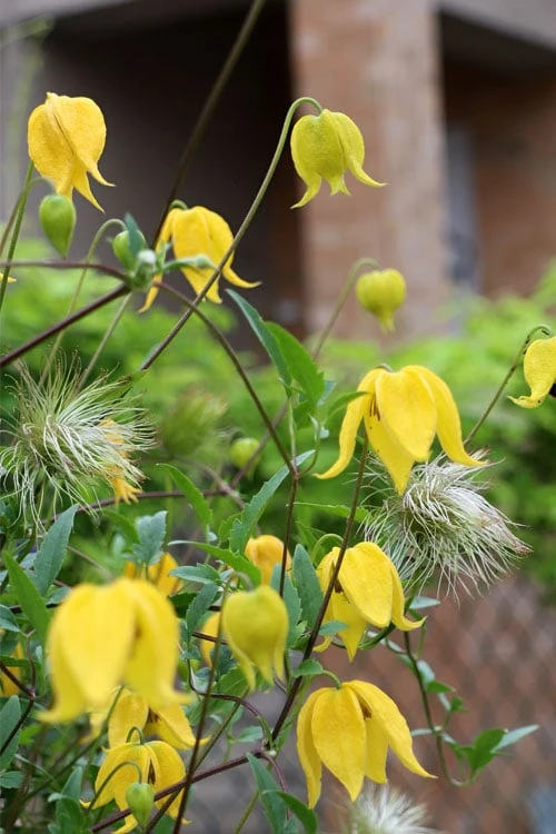 Tangutica Yellow Clematis - 1 Gallon Pot 9 Tangutica Yellow Clematis - 1 Gallon Pot - Image 9