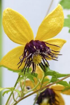 Tangutica Yellow Clematis - 1 Gallon Pot 12 Tangutica Yellow Clematis - 1 Gallon Pot -Healthy Plant Shop clematis tangutica 2
