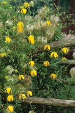 Tangutica Yellow Clematis - 1 Gallon Pot 14 Tangutica Yellow Clematis - 1 Gallon Pot -Healthy Plant Shop clematis tangutica 4