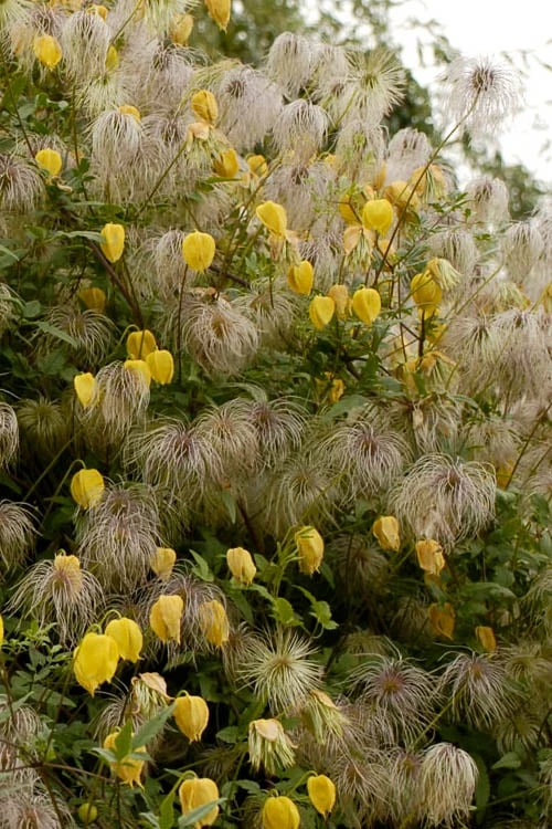Tangutica Yellow Clematis - 1 Gallon Pot 5 Tangutica Yellow Clematis - 1 Gallon Pot - Image 5