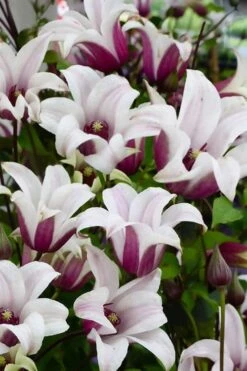 Princess Kate Clematis - 1 Gallon Pot -Healthy Plant Shop clematis texensis princess kate 14