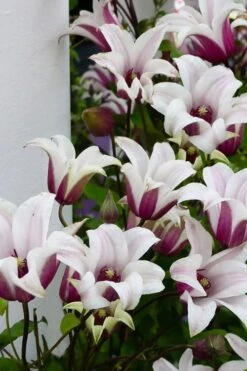 Princess Kate Clematis - 1 Gallon Pot -Healthy Plant Shop clematis texensis princess kate 15