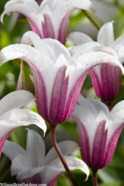 Princess Kate Clematis - 1 Gallon Pot -Healthy Plant Shop clematis texensis princess kate 23