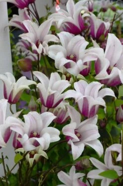 Princess Kate Clematis - 1 Gallon Pot -Healthy Plant Shop clematis texensis princess kate 4