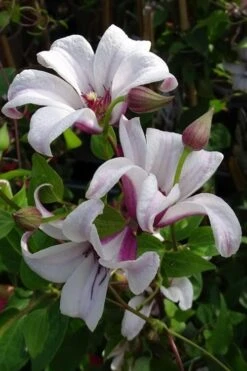 Princess Kate Clematis - 1 Gallon Pot -Healthy Plant Shop clematis texensis princess kate 5