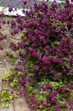 Purpurea Plena Elegans Clematis - 1 Gallon Pot -Healthy Plant Shop clematis viticella purpurea plena elegans 1