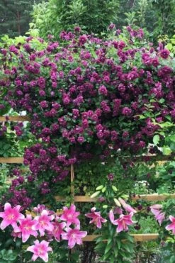 Purpurea Plena Elegans Clematis - 1 Gallon Pot -Healthy Plant Shop clematis viticella purpurea plena elegans 3