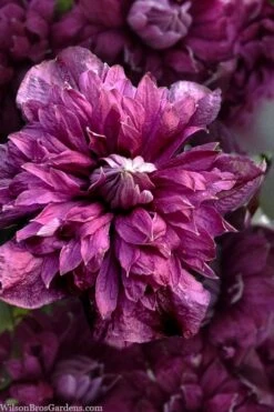 Purpurea Plena Elegans Clematis - 1 Gallon Pot -Healthy Plant Shop clematis viticella purpurea plena elegans 8