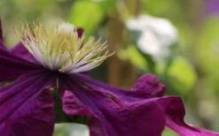 Warsaw Nike Clematis - 1 Gallon Pot 13 Warsaw Nike Clematis - 1 Gallon Pot -Healthy Plant Shop clematis warsaw nike 10