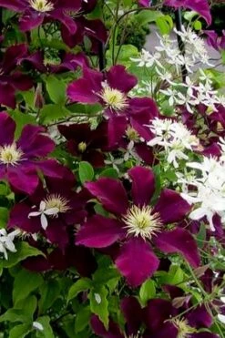 Warsaw Nike Clematis - 1 Gallon Pot 12 Warsaw Nike Clematis - 1 Gallon Pot -Healthy Plant Shop clematis warsaw nike 11