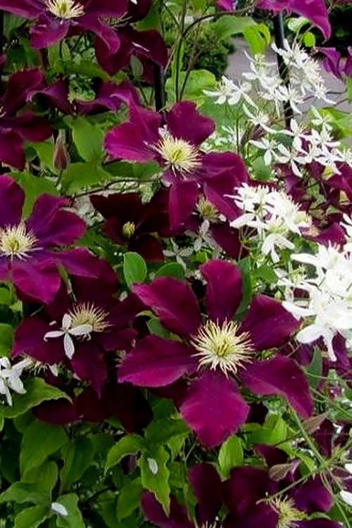 Warsaw Nike Clematis - 1 Gallon Pot 6 Warsaw Nike Clematis - 1 Gallon Pot - Image 6