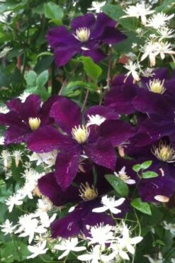 Warsaw Nike Clematis - 1 Gallon Pot 11 Warsaw Nike Clematis - 1 Gallon Pot -Healthy Plant Shop clematis warsaw nike 12