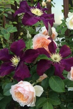 Warsaw Nike Clematis - 1 Gallon Pot 10 Warsaw Nike Clematis - 1 Gallon Pot -Healthy Plant Shop clematis warsaw nike 13