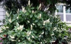 Hummingbird Summersweet Clethra - 3 Gallon Pot 10 Hummingbird Summersweet Clethra - 3 Gallon Pot -Healthy Plant Shop clethra alnifolia hummingbird summersweet 104