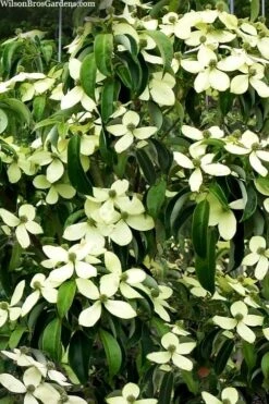 Bernice Evergreen Dogwood Tree (Cornus Angustata) - 2 Gallon Pot 9 Bernice Evergreen Dogwood Tree (Cornus Angustata) - 2 Gallon Pot -Healthy Plant Shop cornus angusta bernice eveergreen dogwood tree 1