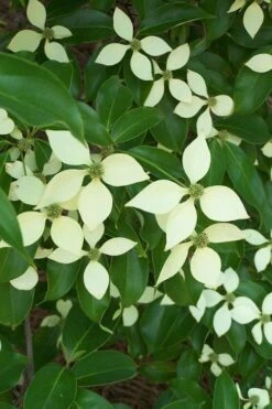 Bernice Evergreen Dogwood Tree (Cornus Angustata) - 2 Gallon Pot 11 Bernice Evergreen Dogwood Tree (Cornus Angustata) - 2 Gallon Pot -Healthy Plant Shop cornus angustata bernice evergreen dogwood tree 2