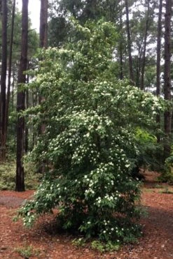 Bernice Evergreen Dogwood Tree (Cornus Angustata) - 2 Gallon Pot 10 Bernice Evergreen Dogwood Tree (Cornus Angustata) - 2 Gallon Pot -Healthy Plant Shop cornus angustata bernice evergreen dogwood tree 4