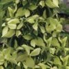 Lucky Leprechaun Dogwood Tree (Cornus Elliptica) - 1 Gallon Pot