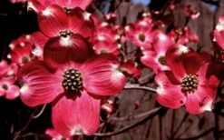 Ragin' Red Dogwood Tree - 3 Gallon Pot 12 Ragin' Red Dogwood Tree - 3 Gallon Pot -Healthy Plant Shop cornus florida ragin red dogwood tree 11