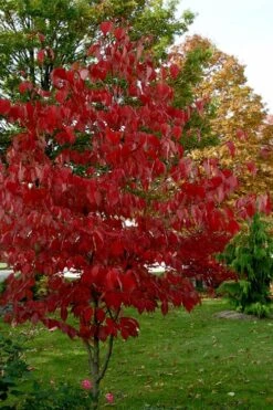 Ragin' Red Dogwood Tree - 3 Gallon Pot 15 Ragin' Red Dogwood Tree - 3 Gallon Pot -Healthy Plant Shop cornus florida ragin red dogwood tree 5