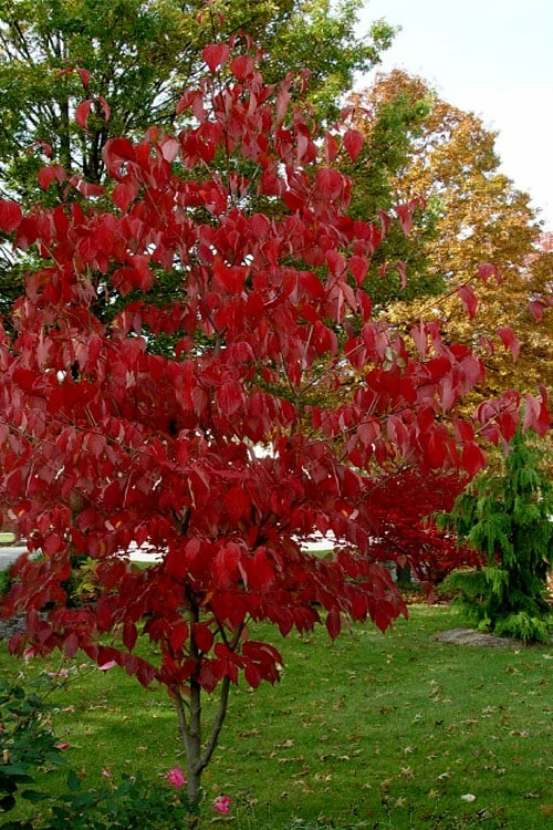 Ragin' Red Dogwood Tree - 3 Gallon Pot 7 Ragin' Red Dogwood Tree - 3 Gallon Pot - Image 7