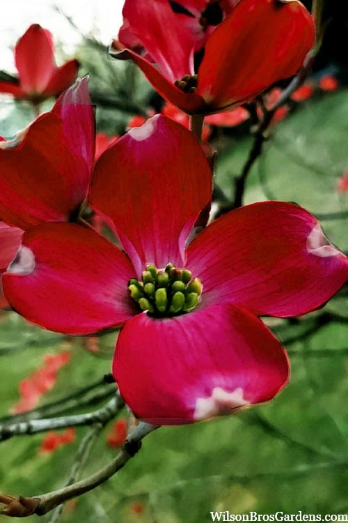 Ragin' Red Dogwood Tree - 3 Gallon Pot 9 Ragin' Red Dogwood Tree - 3 Gallon Pot - Image 9