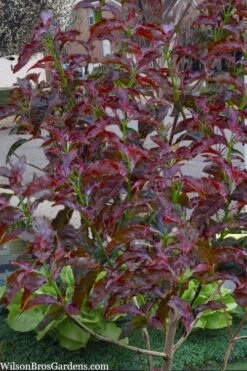 Ragin' Red Dogwood Tree - 3 Gallon Pot 14 Ragin' Red Dogwood Tree - 3 Gallon Pot -Healthy Plant Shop cornus florida ragin red dogwood tree 9