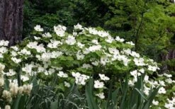 Suwannee Squat Dwarf Flowering Dogwood - 3 Gallon Pot 10 Suwannee Squat Dwarf Flowering Dogwood - 3 Gallon Pot -Healthy Plant Shop cornus florida suwannee squat white dogwood 1