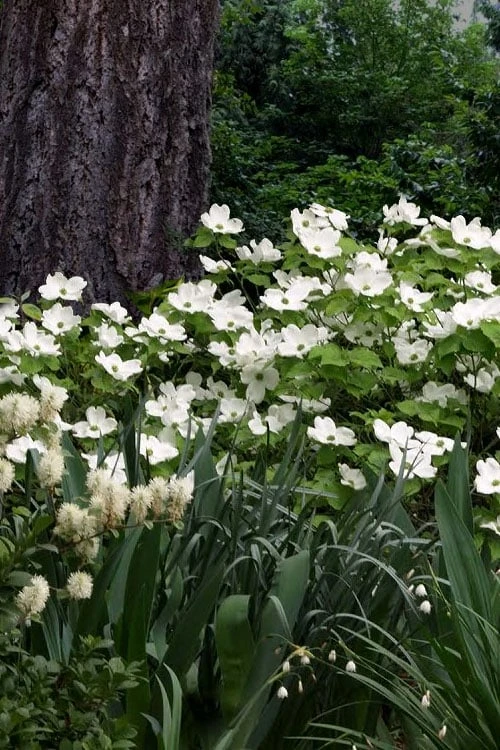Suwannee Squat Dwarf Flowering Dogwood - 3 Gallon Pot 1 Suwannee Squat Dwarf Flowering Dogwood - 3 Gallon Pot